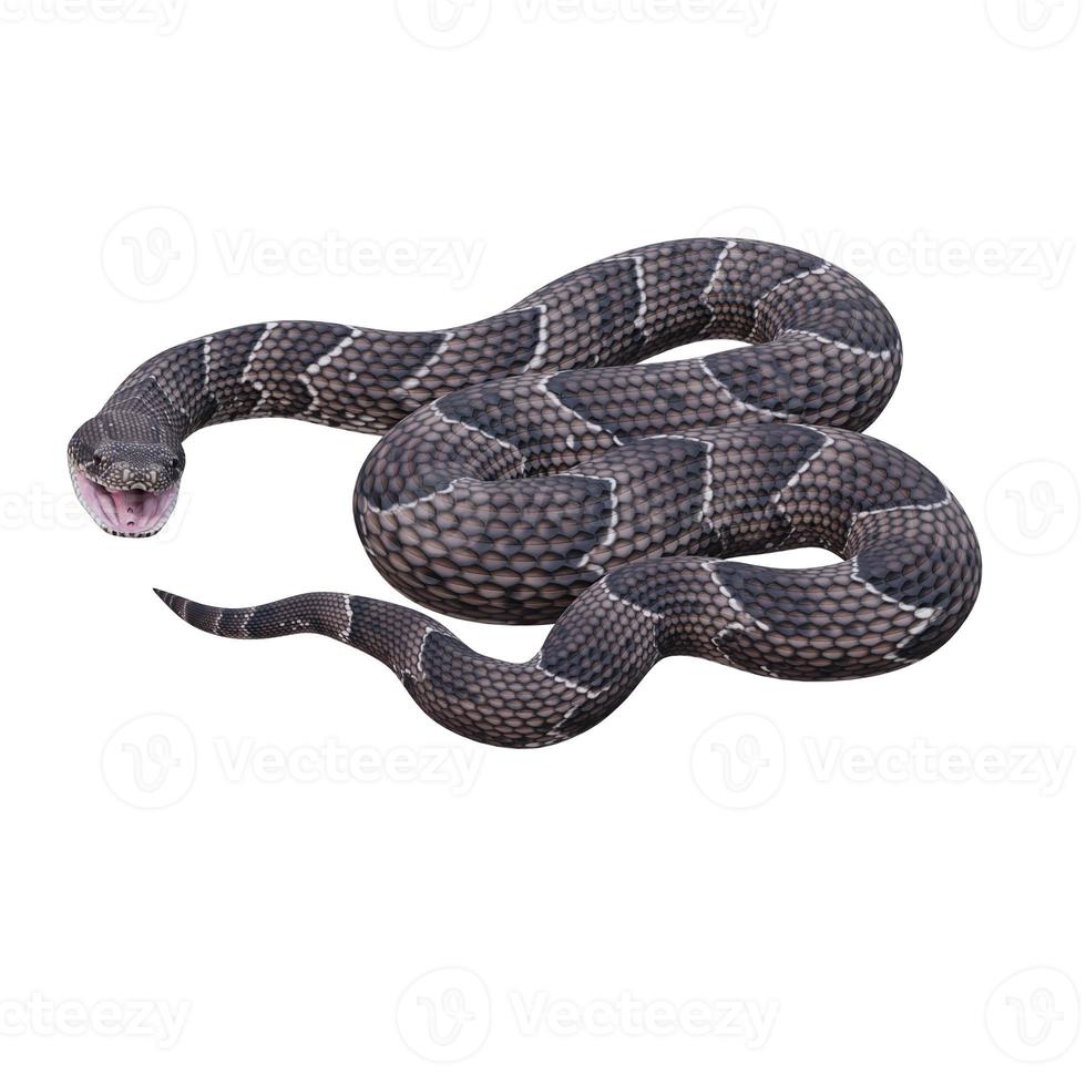 Puff Adder 3D illustration photo
