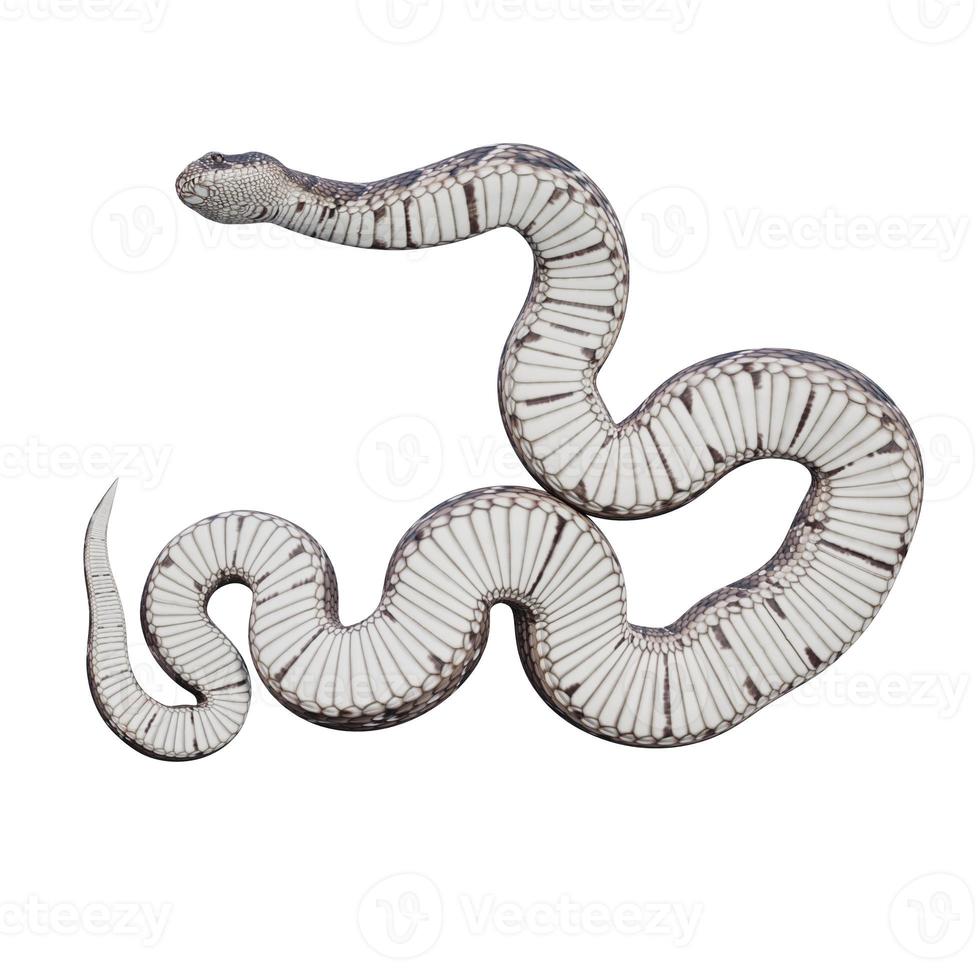 Puff Adder 3D illustration photo