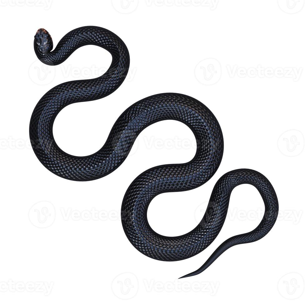 Red bellied black snake 3D illustration photo