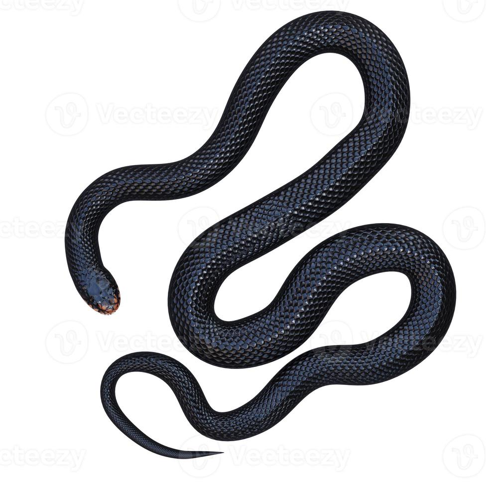 Red bellied black snake 3D illustration photo