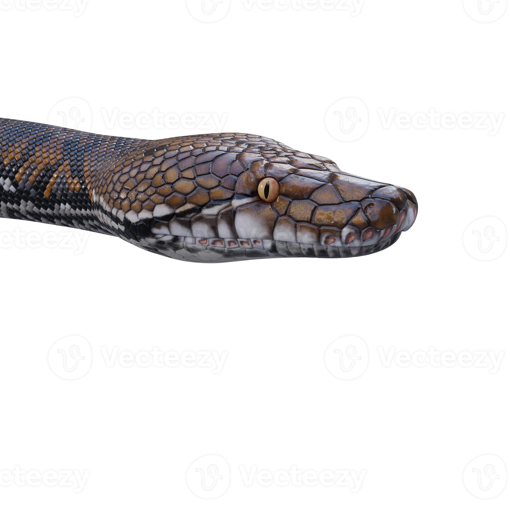 Reticulated python 3D illustration 11890347 Stock Photo at Vecteezy
