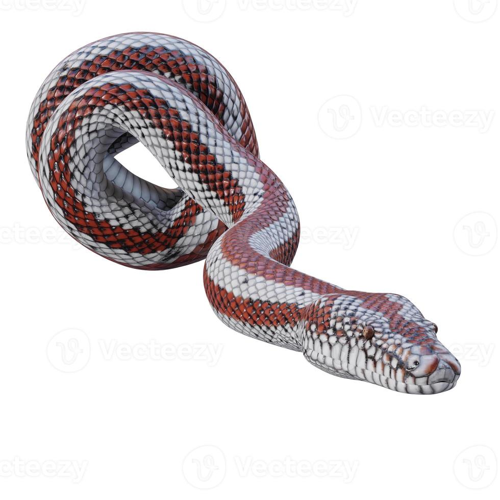Rosy boa 3D illustration photo