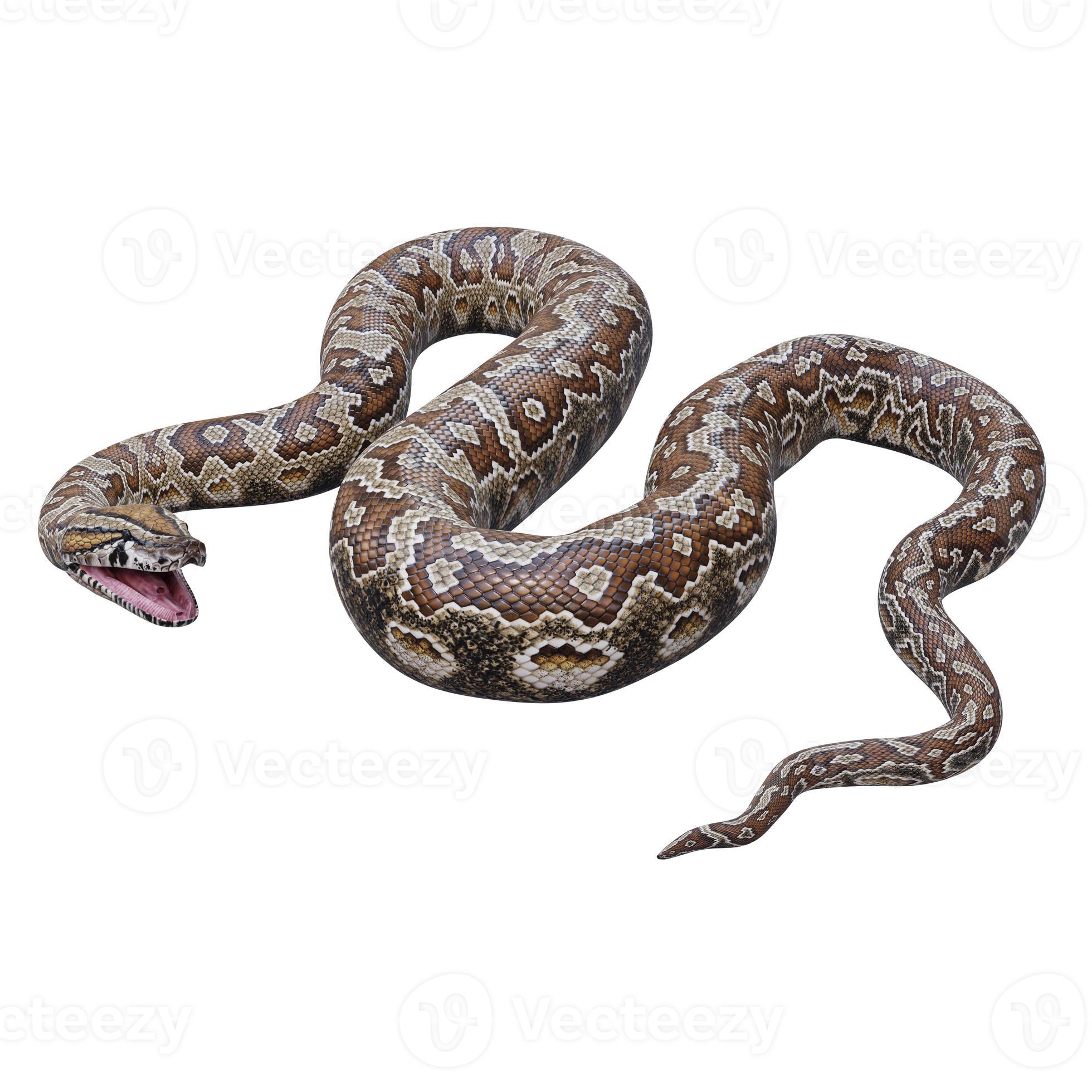 Southern African rock python 3D illustration 11890357 Stock Photo at ...
