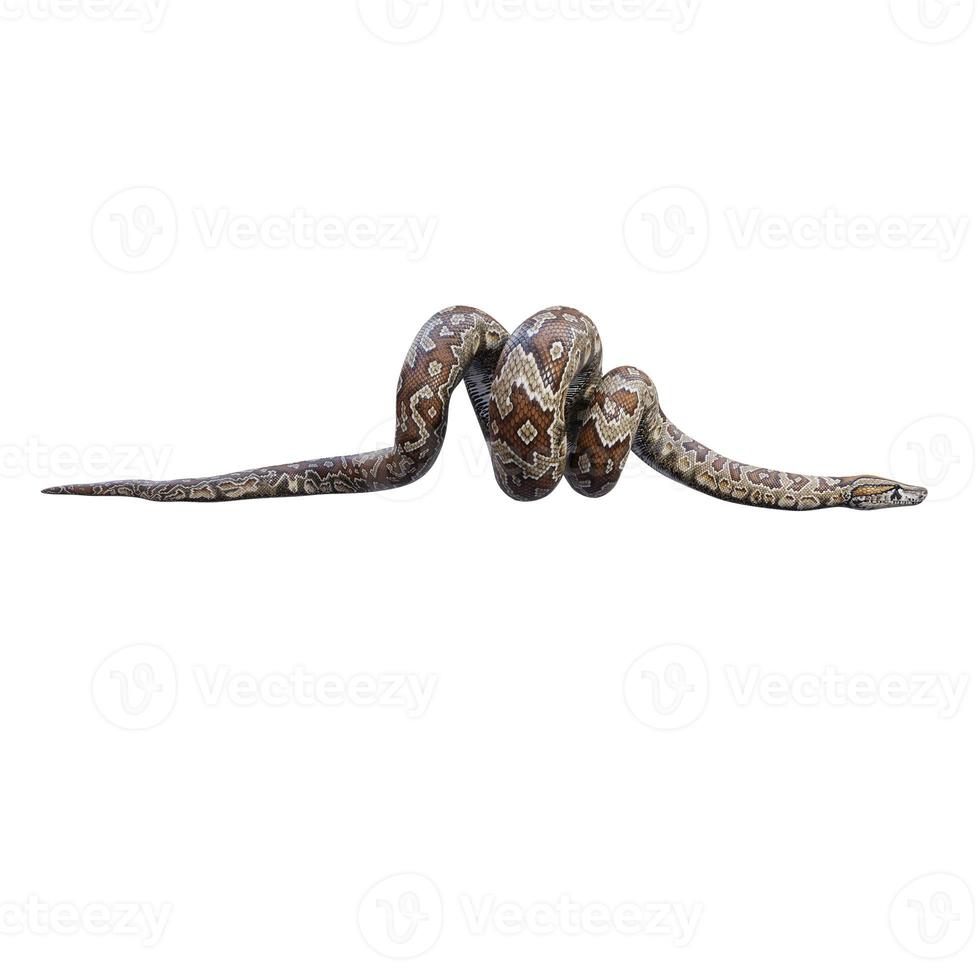 Southern African rock python 3D illustration 11890358 Stock Photo at ...
