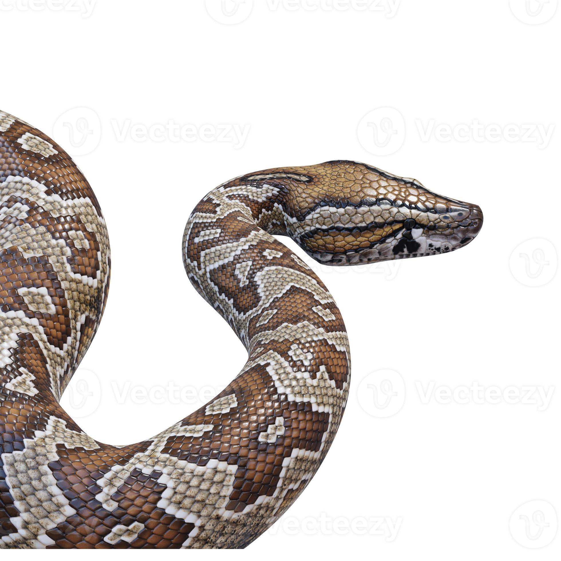 Southern African rock python 3D illustration 11890361 Stock Photo at ...