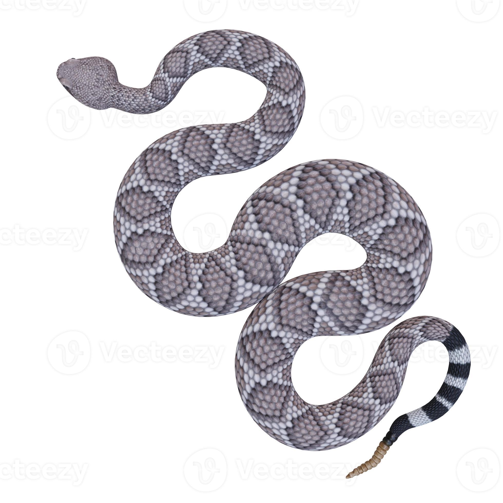 Western diamondback rattlesnake 3d illustration 11890370 Stock Photo at Vecteezy