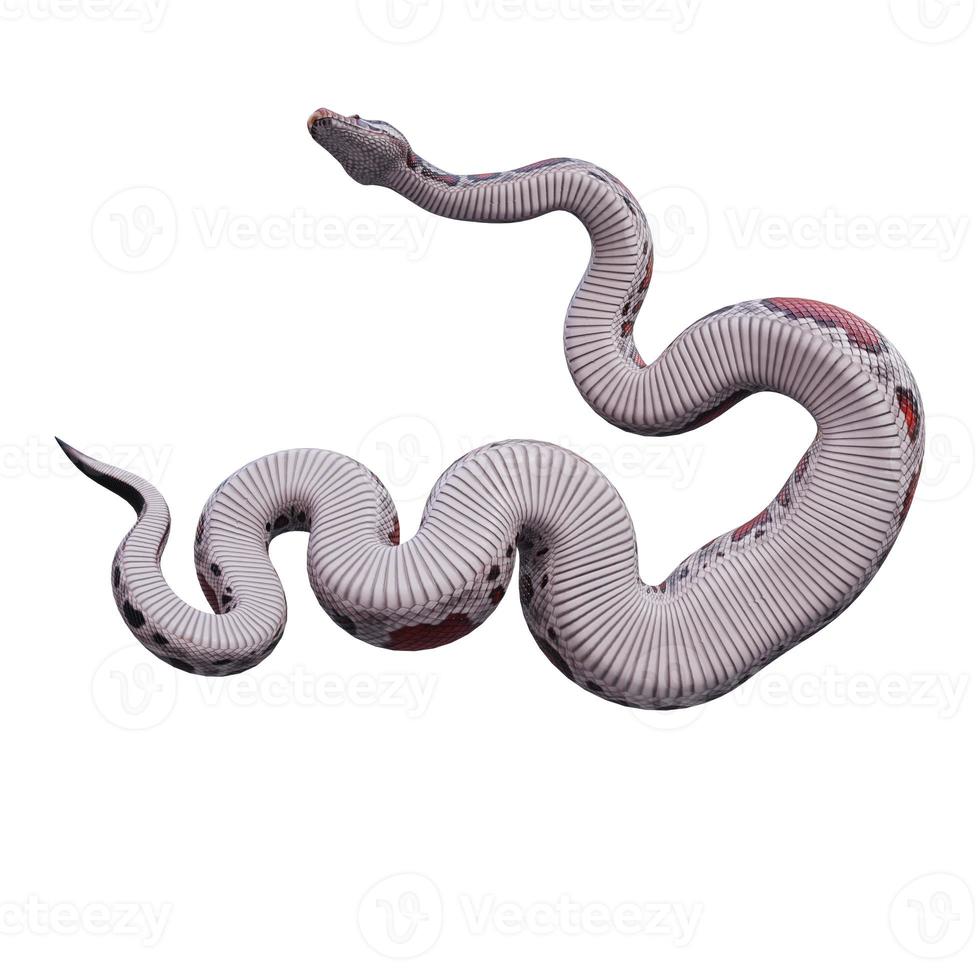 Blood python 3D illustration photo