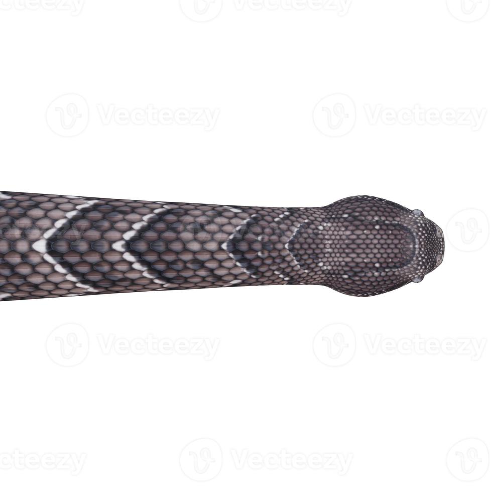 Puff Adder 3D illustration photo
