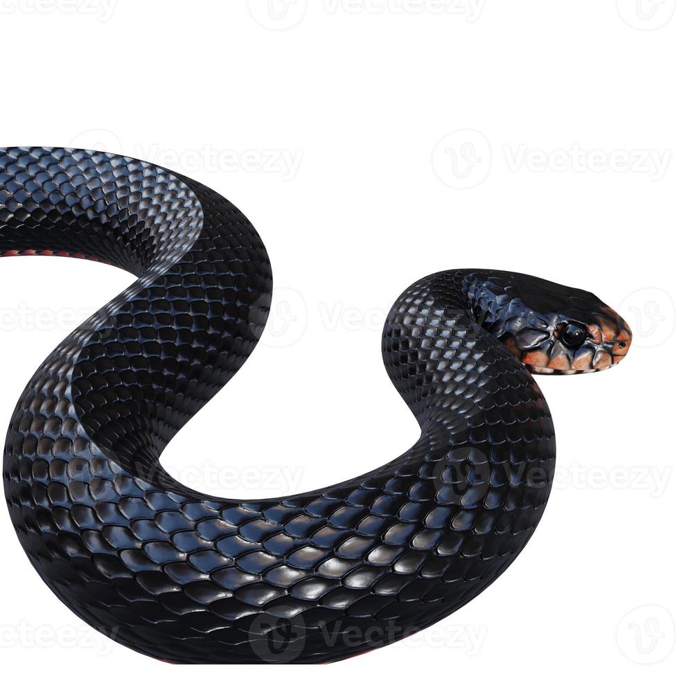 ilustración 3d de serpiente negra de vientre rojo foto