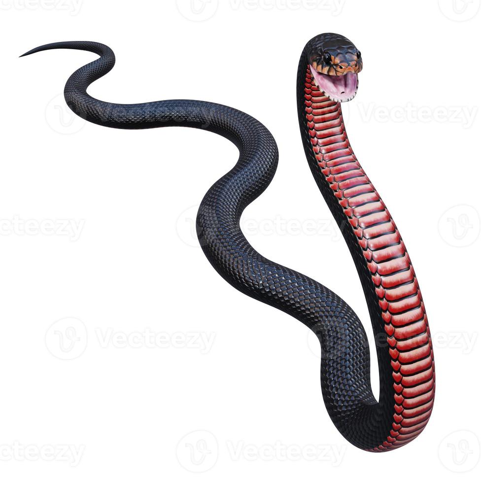 Red bellied black snake 3D illustration photo