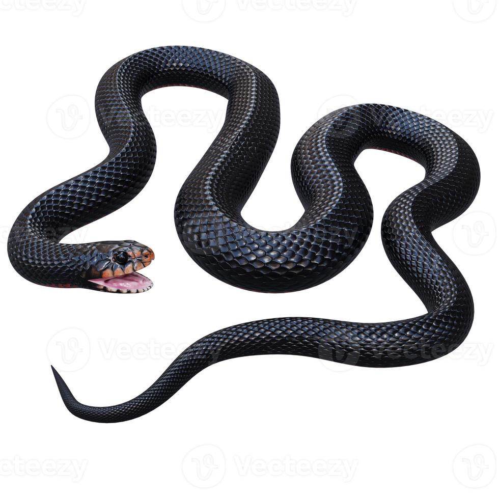 ilustración 3d de serpiente negra de vientre rojo foto