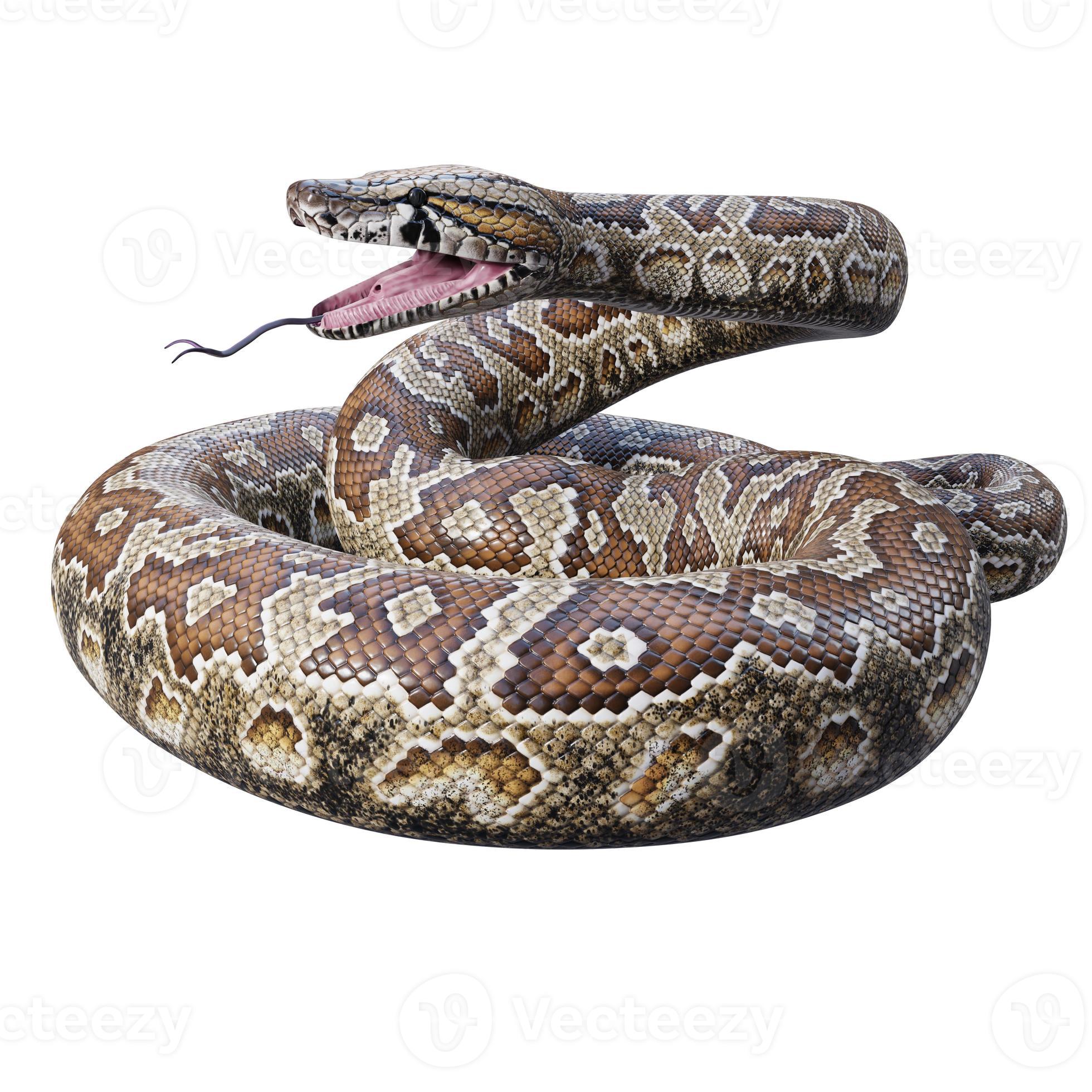 Southern African rock python 3D illustration 11890435 Stock Photo at ...