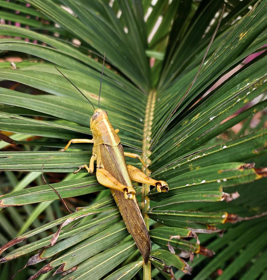 a brown grasshopper with a yellow combination, which is on a green leaf photo