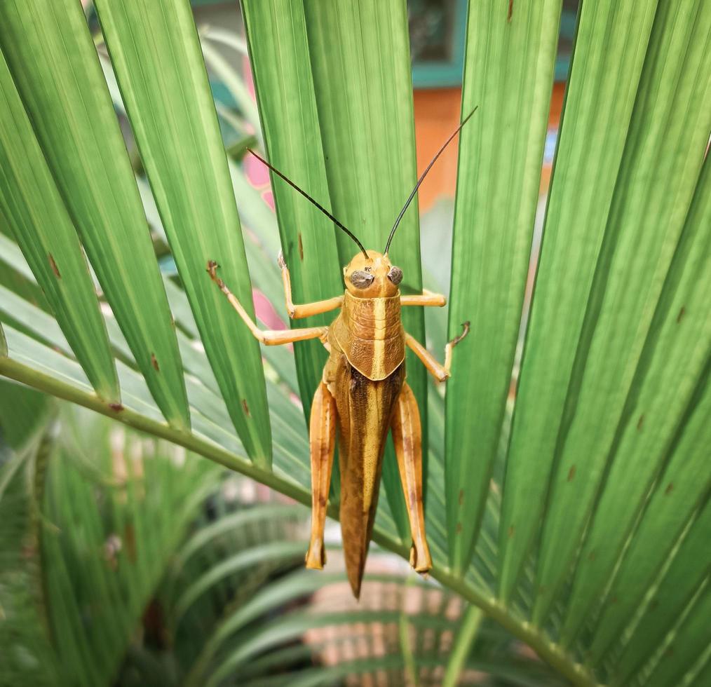 a brown grasshopper with a yellow combination, which is on a green leaf photo