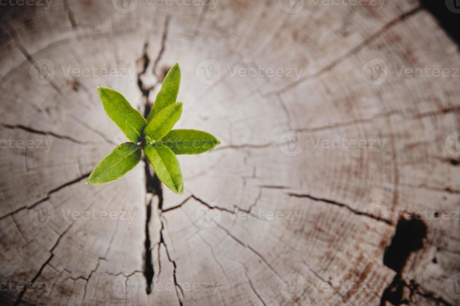 anillo de crecimiento de vida nueva de árbol de primer plano. hoja de planta verde fuerte que crece en un viejo tocón de madera. esperanza de una nueva vida en el futuro entorno natural, renovación con desarrollo empresarial y concepto eco simbólico. foto