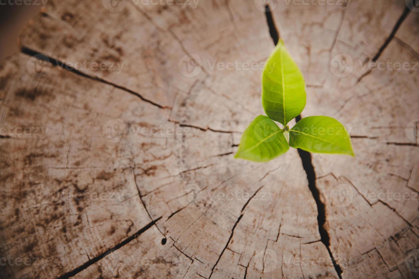 Closeup tree new life growth ring. Strong green plant leaf growing on old wood stump. Hope for a new life in future natural environment, renewal with business development and eco symbolic concept. photo