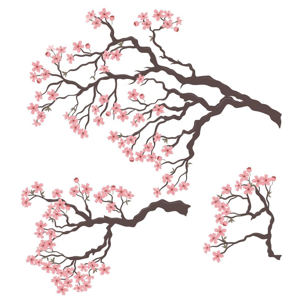 conjunto de ramas florecientes de sakura aisladas sobre fondo blanco. gráficos vectoriales vector