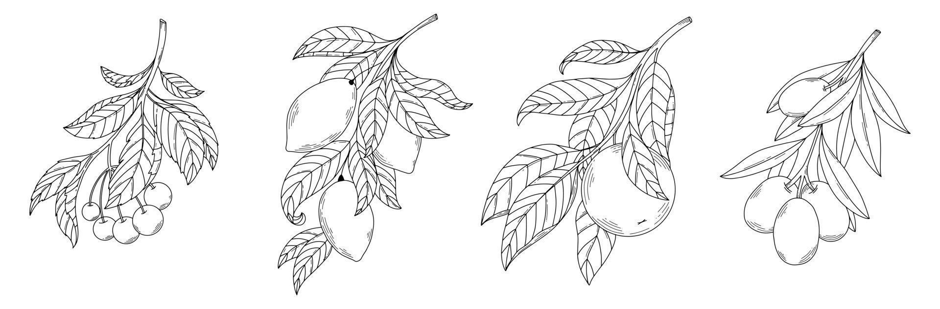 Set abstract elegant line art flower and leaf fruit branch. Continuous boho line art silhouette of floral artwork vector