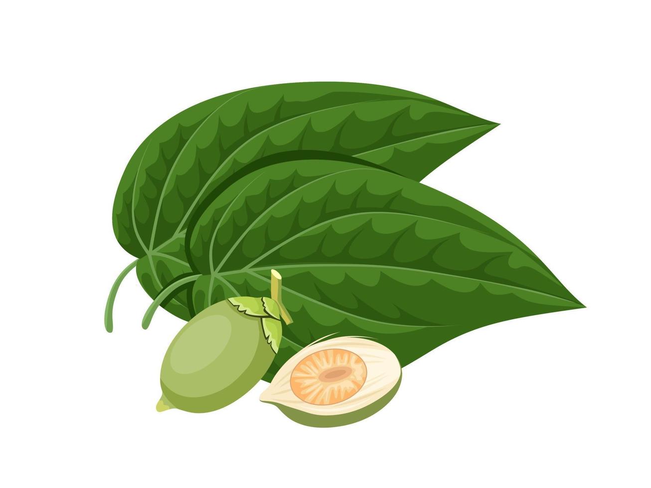 ilustración vectorial, hoja de betel verde y nuez de areca, aislada en un fondo blanco. vector