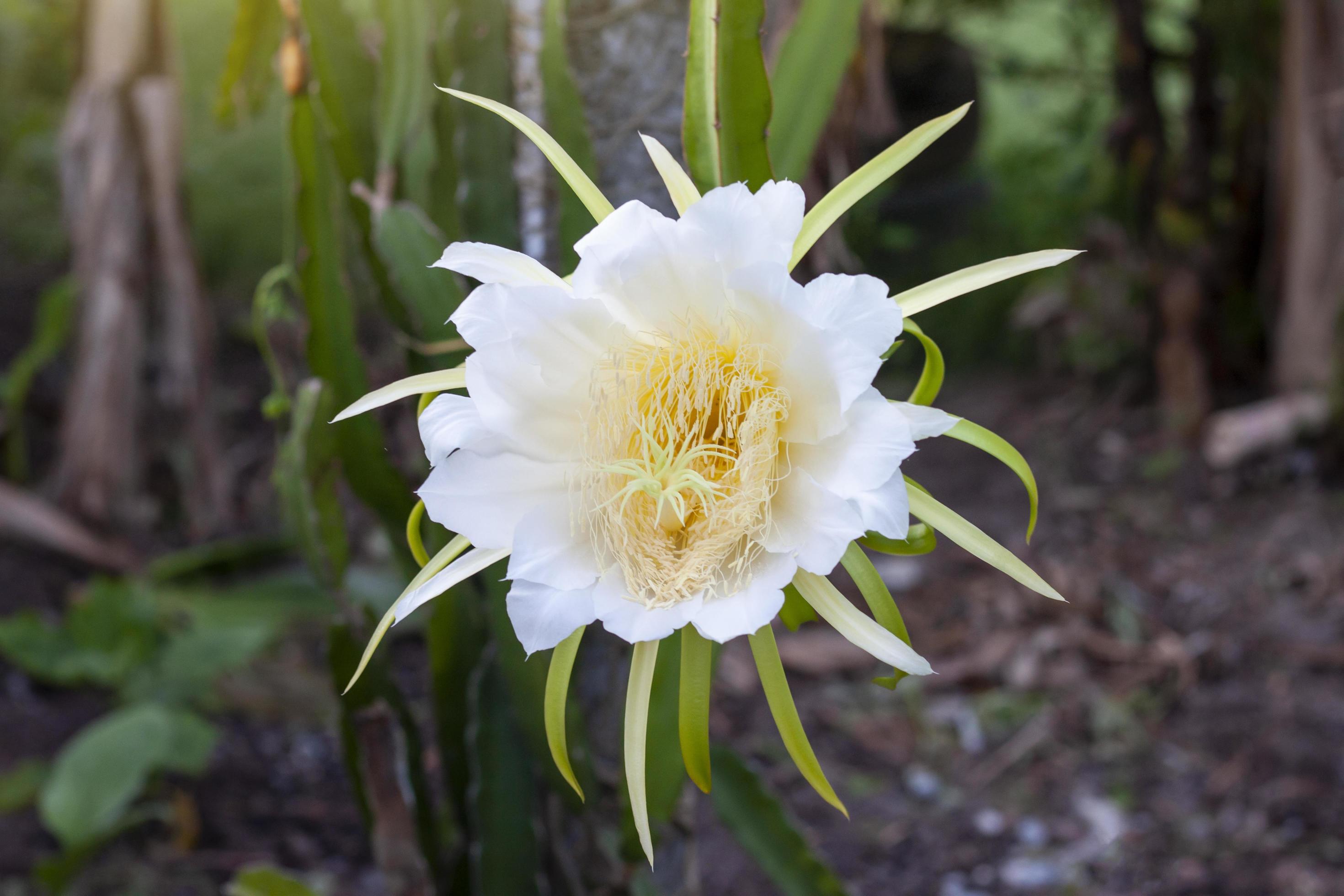 hermosa flor blanca de fruta de dragón o flor de pitaya en el árbol del  jardín. 11894232 Foto de stock en Vecteezy