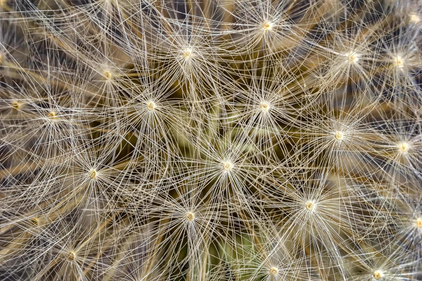 A dandelion shot as close as a gentle wall. Nature background photo