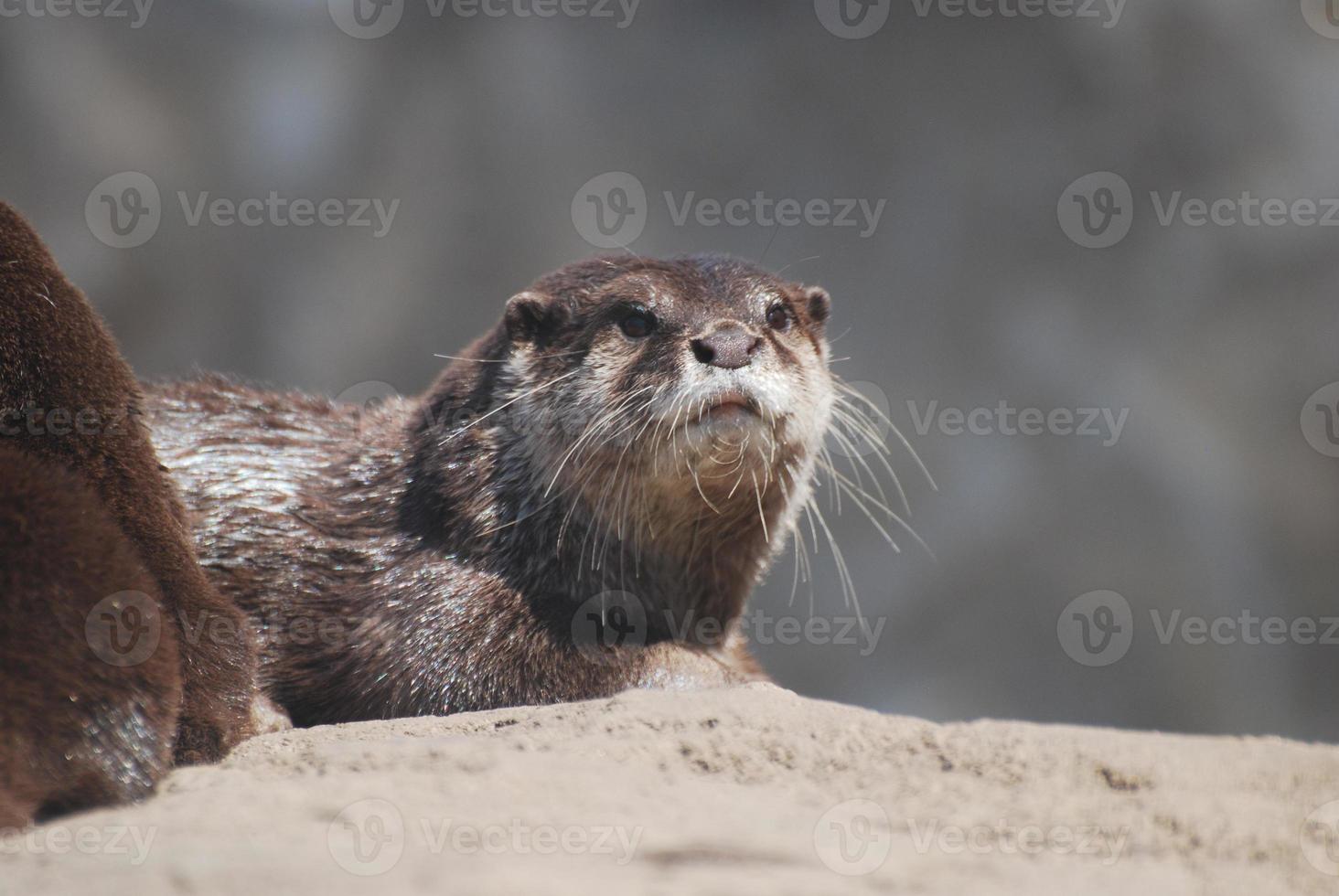 cara muy linda de una nutria de río gigante foto