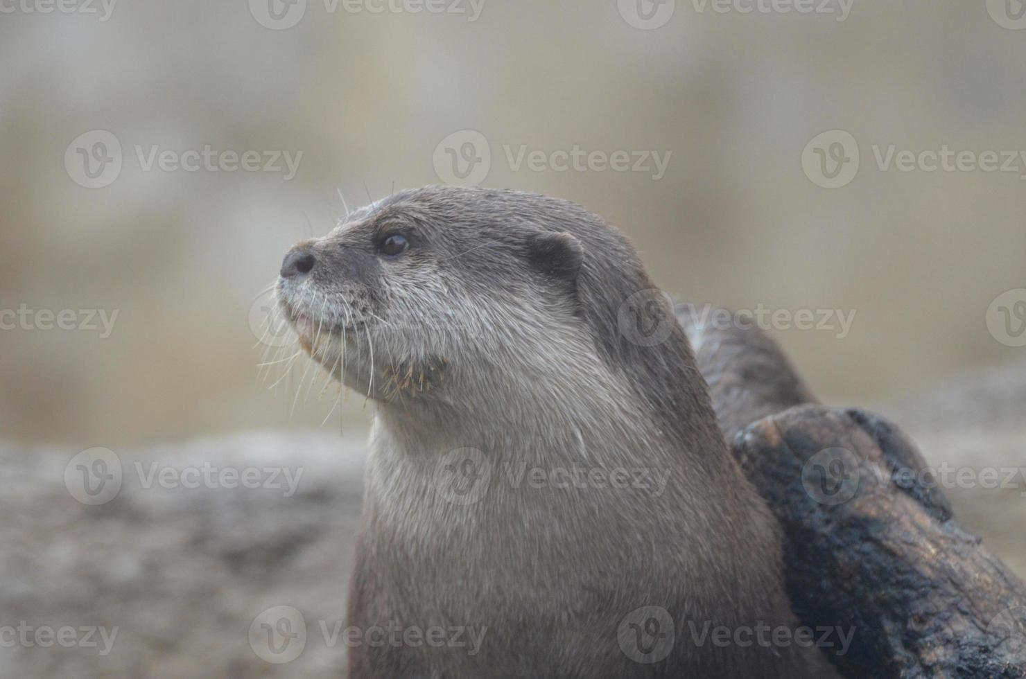 hermosa cara dulce de una nutria de río mojada foto