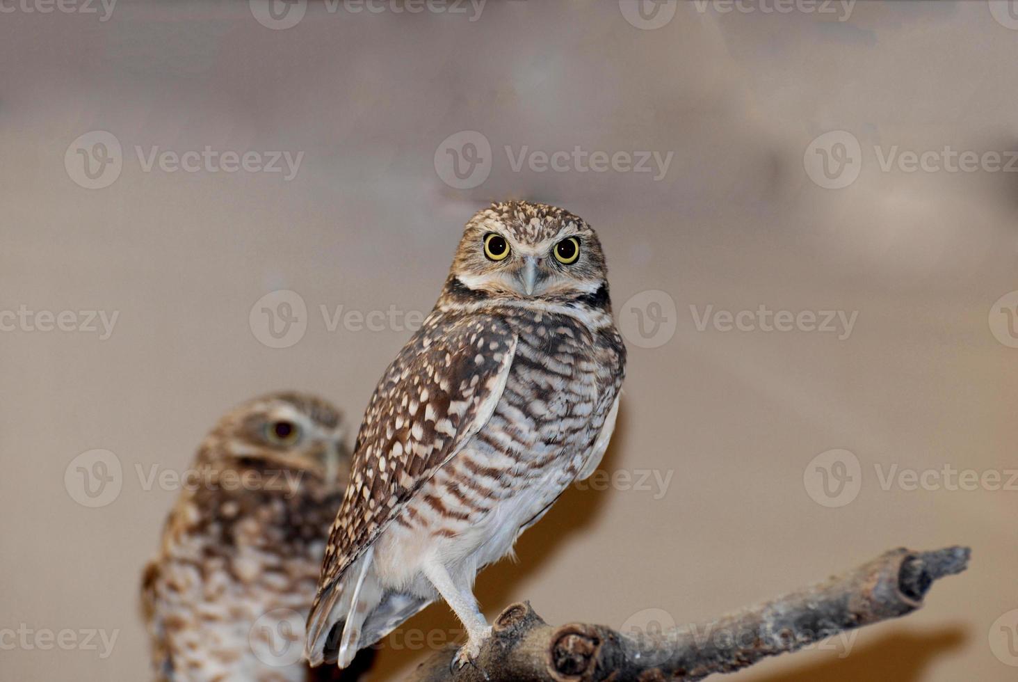 Burrowing Owling Standing on a Tree Branch photo