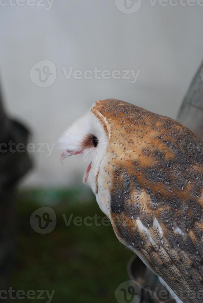 Barn Owl Screeching with his Beak Open photo