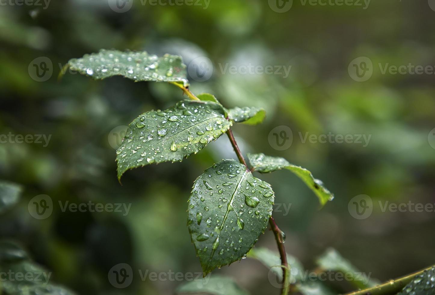 Raindrops on green leaves after rain. Nature background. photo