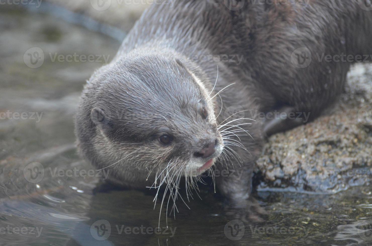 Otter At the Edge of the Water Dipping His Whiskers in the Water photo