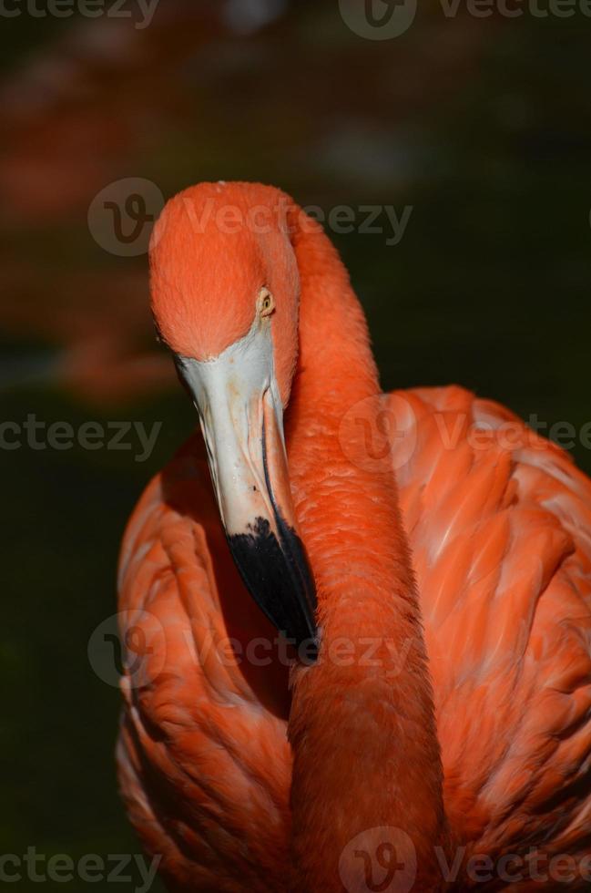 Greater Flamingo Bird Up Close photo
