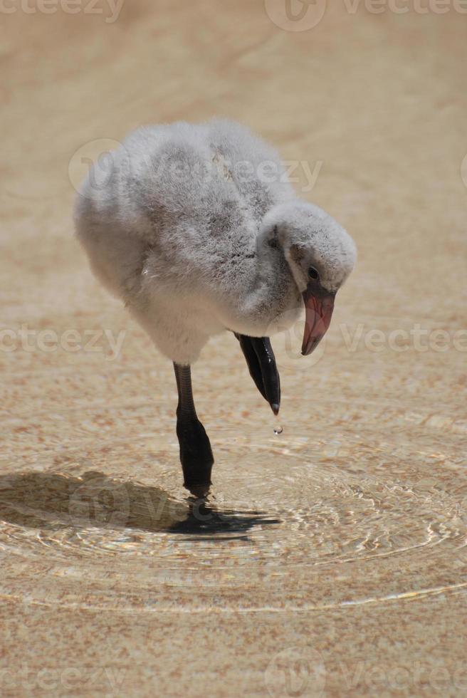 Really Cute Baby Flamingo photo