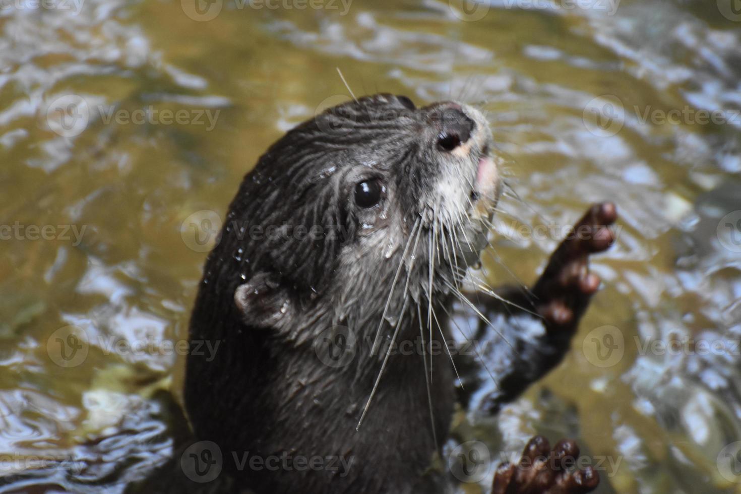 Beautiful Face of a River Otter in a River photo
