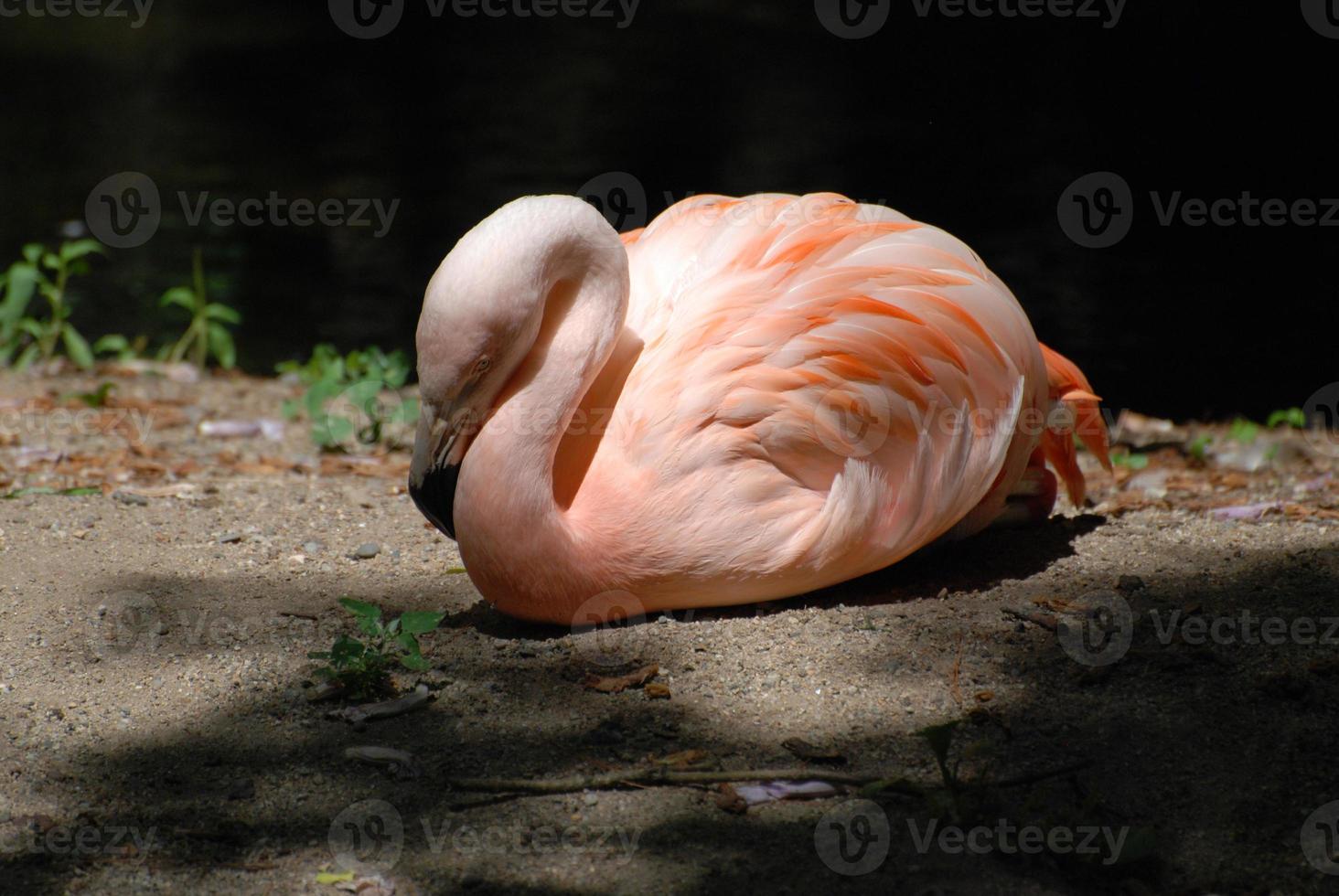 Sleeping Chilean Flamingo Bird photo