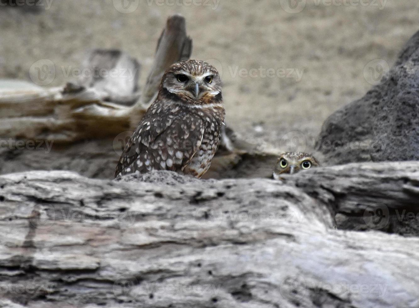 Really Cute Pair of Burrowing Owls with Logs photo