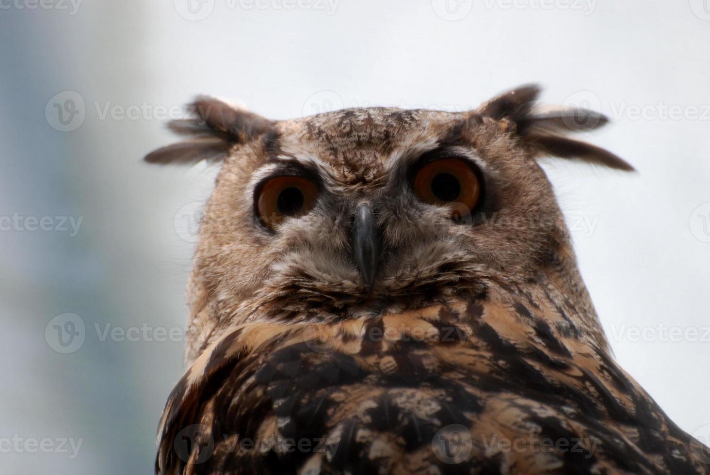 increíble búho de orejas largas con plumas que sobresalen foto