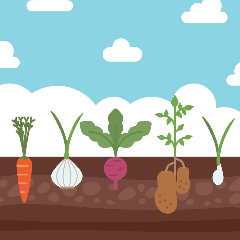 Flat Vegetables Growing vector