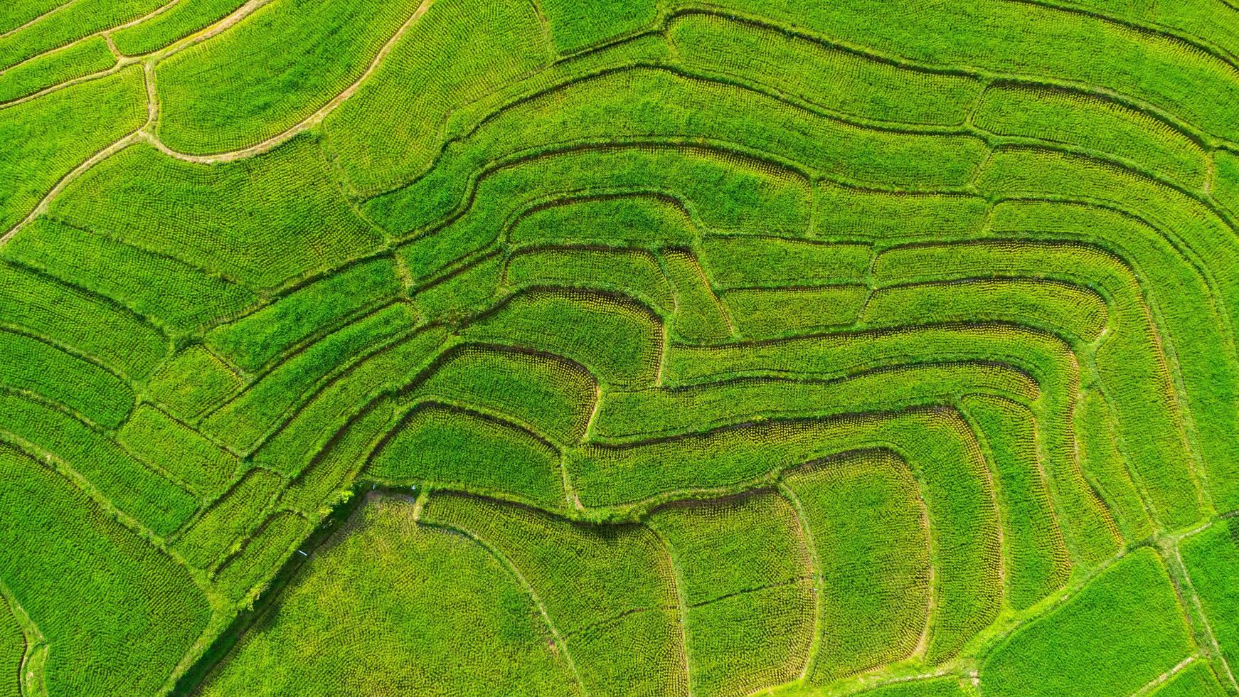 vista aérea de las terrazas de arroz verde en las montañas en primavera. hermosa zona verde de campos de arroz jóvenes o tierras agrícolas en el norte de tailandia. fondo de paisaje natural. foto