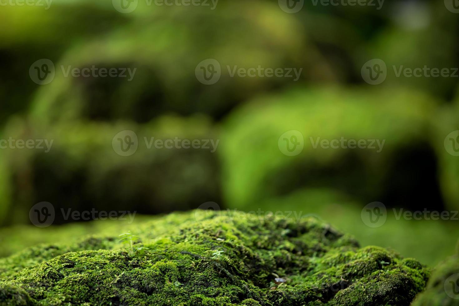 Beautiful Bright Green moss grown up cover the rough stones and on the floor in the forest. Show with macro view. Rocks full of the moss texture in nature for wallpaper. photo