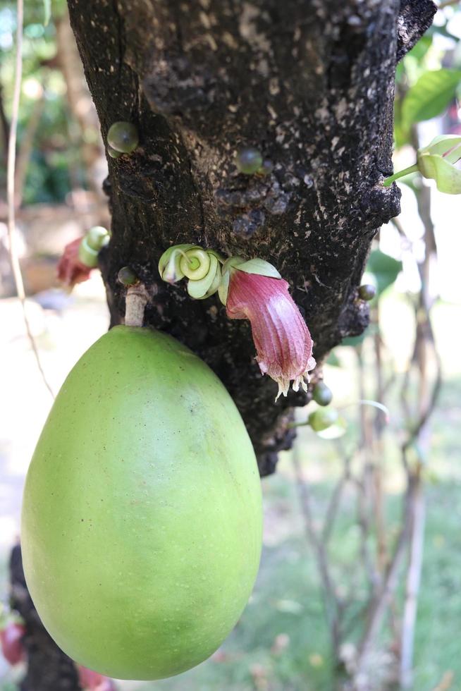 Light green fruit and violet flower of Gourd Tree or Mexican Calabash on trunk of tree. photo