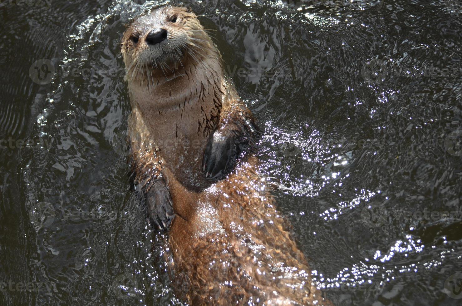 Really Cute River Otter Floating On His Back photo
