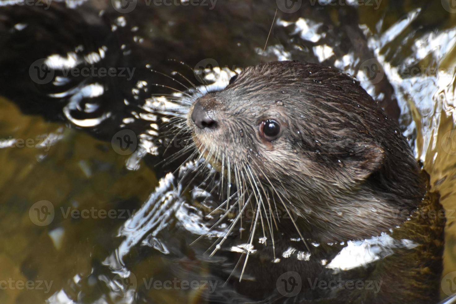 Adorable Face of a River Otter Peaking Out of the River photo