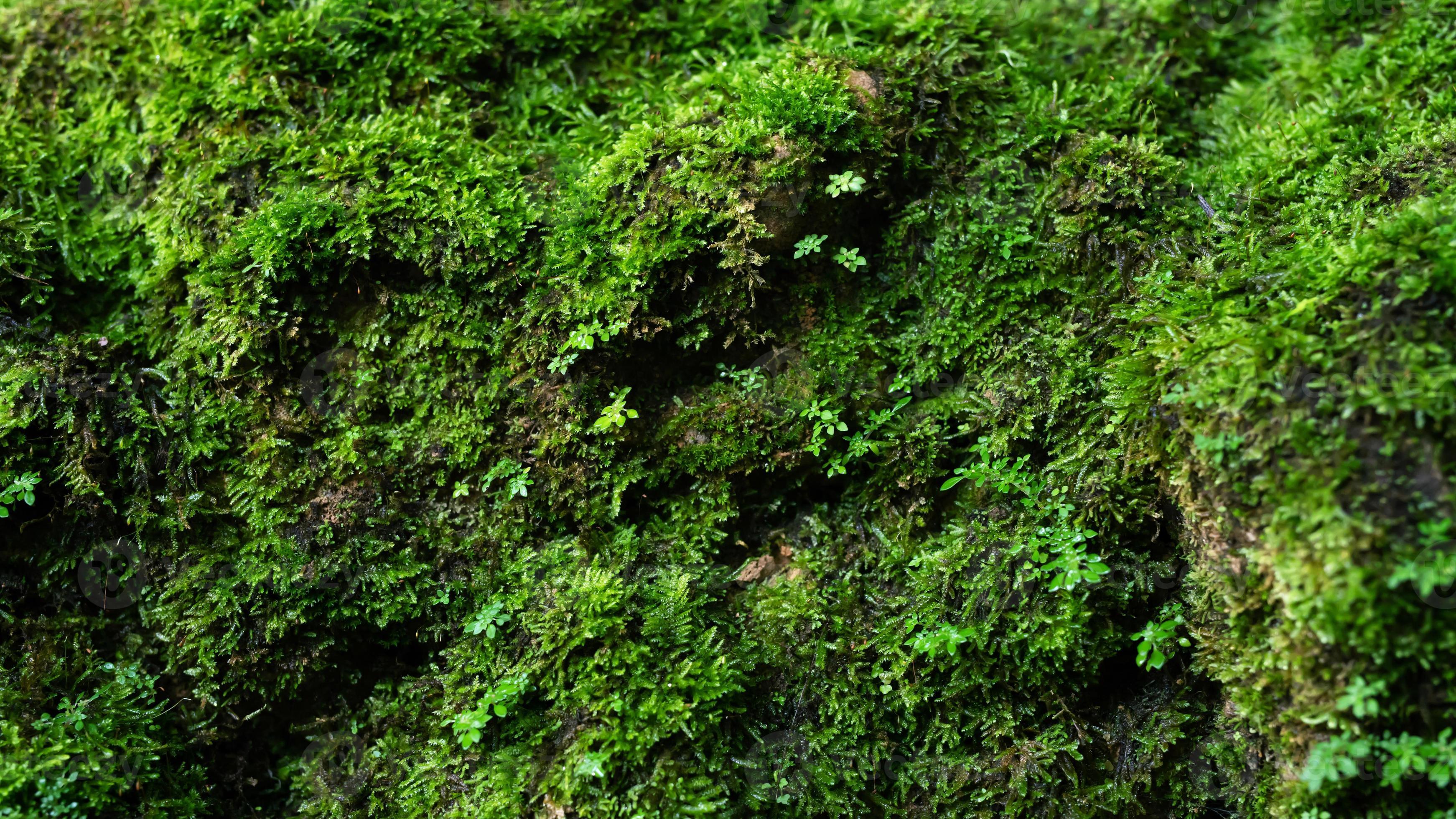 Musgo verde brillante con textura de fondo en la naturaleza. Musgo natural  sobre piedras en invierno bosque de piedra cubiertas de musgo. Hermosa  piedra cubierta de musgos y líquenes Fotografía de stock 