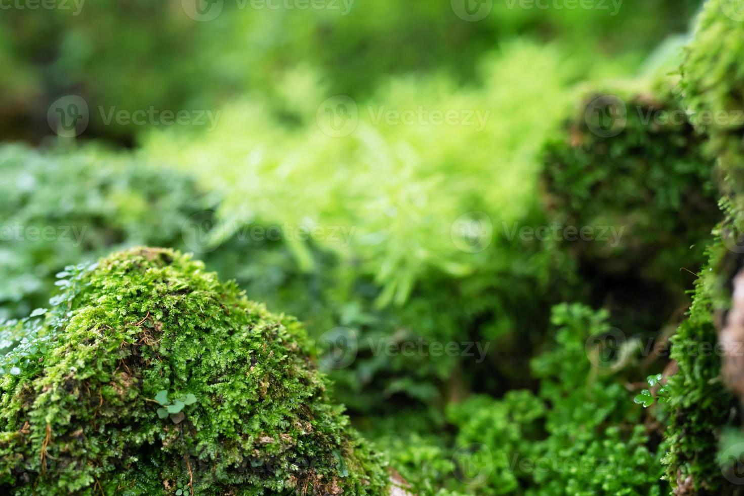 Beautiful Bright Green moss grown up cover the rough stones and on the floor in the forest. Show with macro view. Rocks full of the moss texture in nature for wallpaper. photo