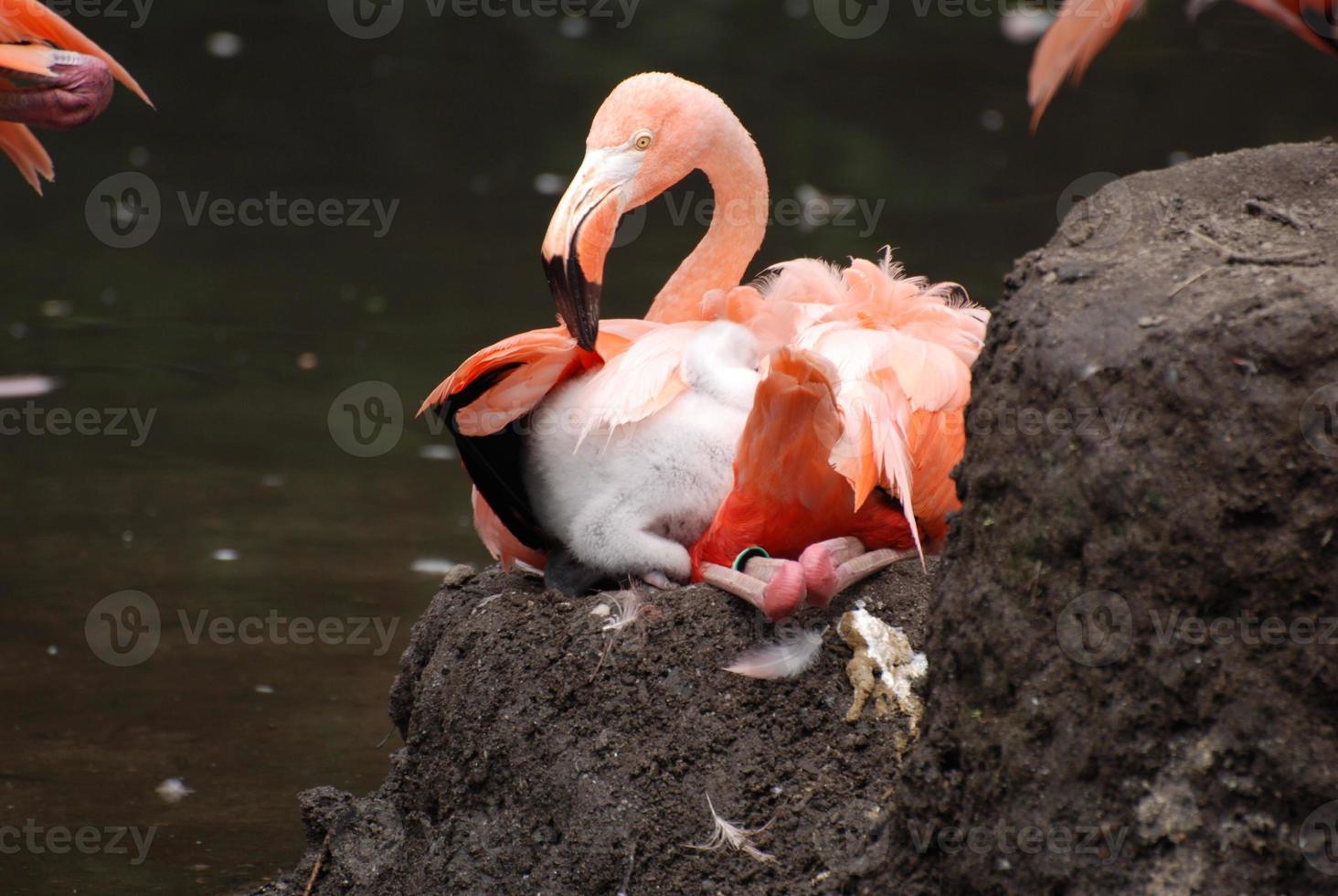 Pink Flamingo Sitting on a Nest photo