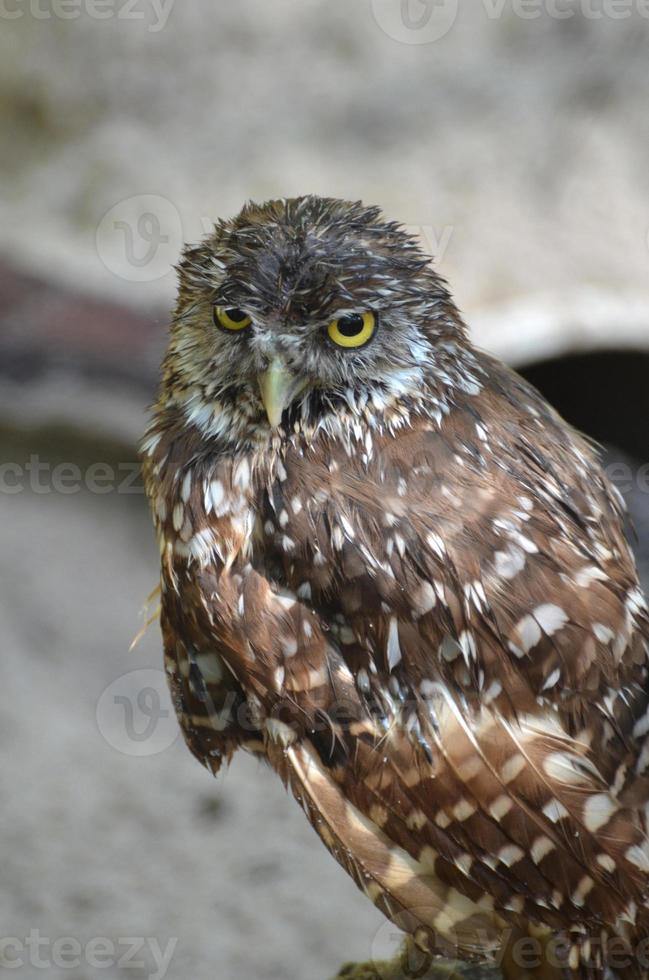 Piercing Yellow Eyes on a Burrowing Owl photo