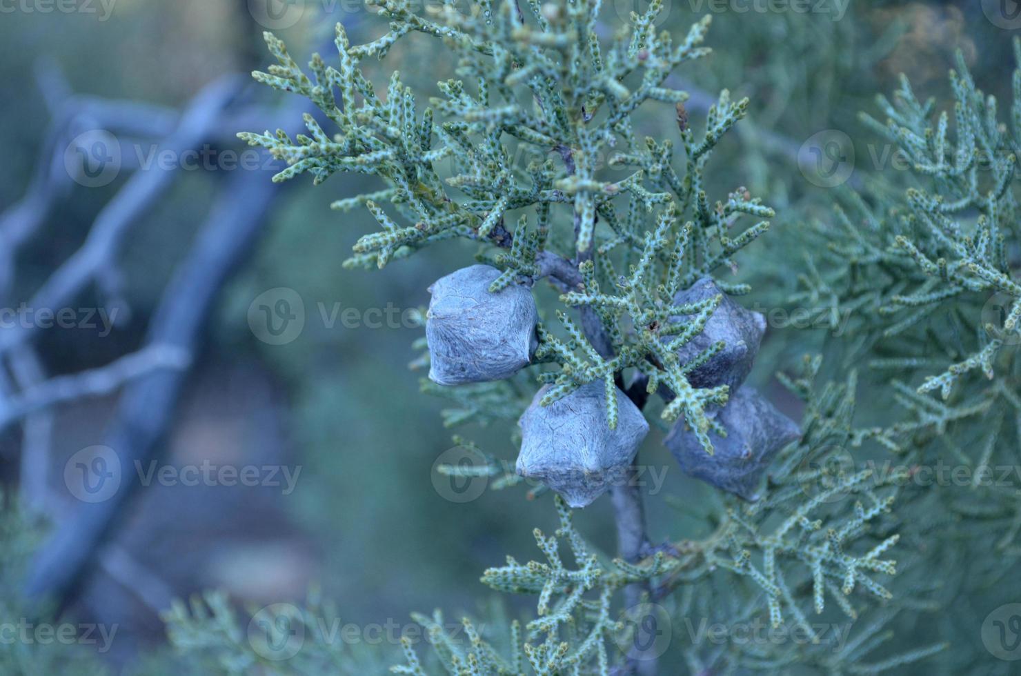 Seed Pods on a Tree in Sedona Arizona photo