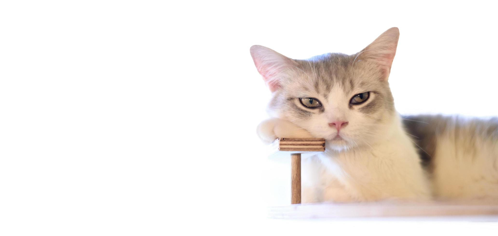 portrait of cute cat laying on the floor. selective focus point photo