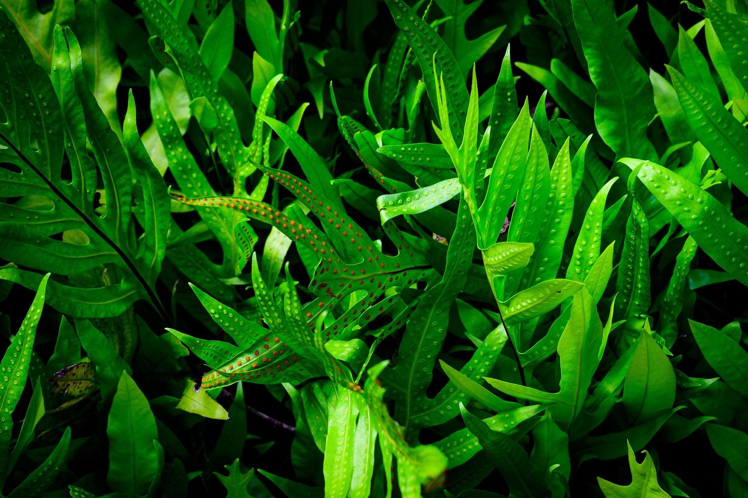 textura de hoja verde impresionante abstracta, naturaleza de follaje de hoja tropical fondo verde oscuro. concepto de naturaleza tropical de banners verdes foto